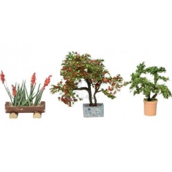3 piante ornamentali in...